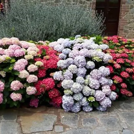 Principe Del Trasimeno